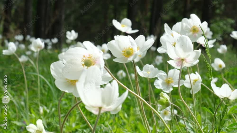 First spring white flowers of anemone in the forest, sunny summer day	