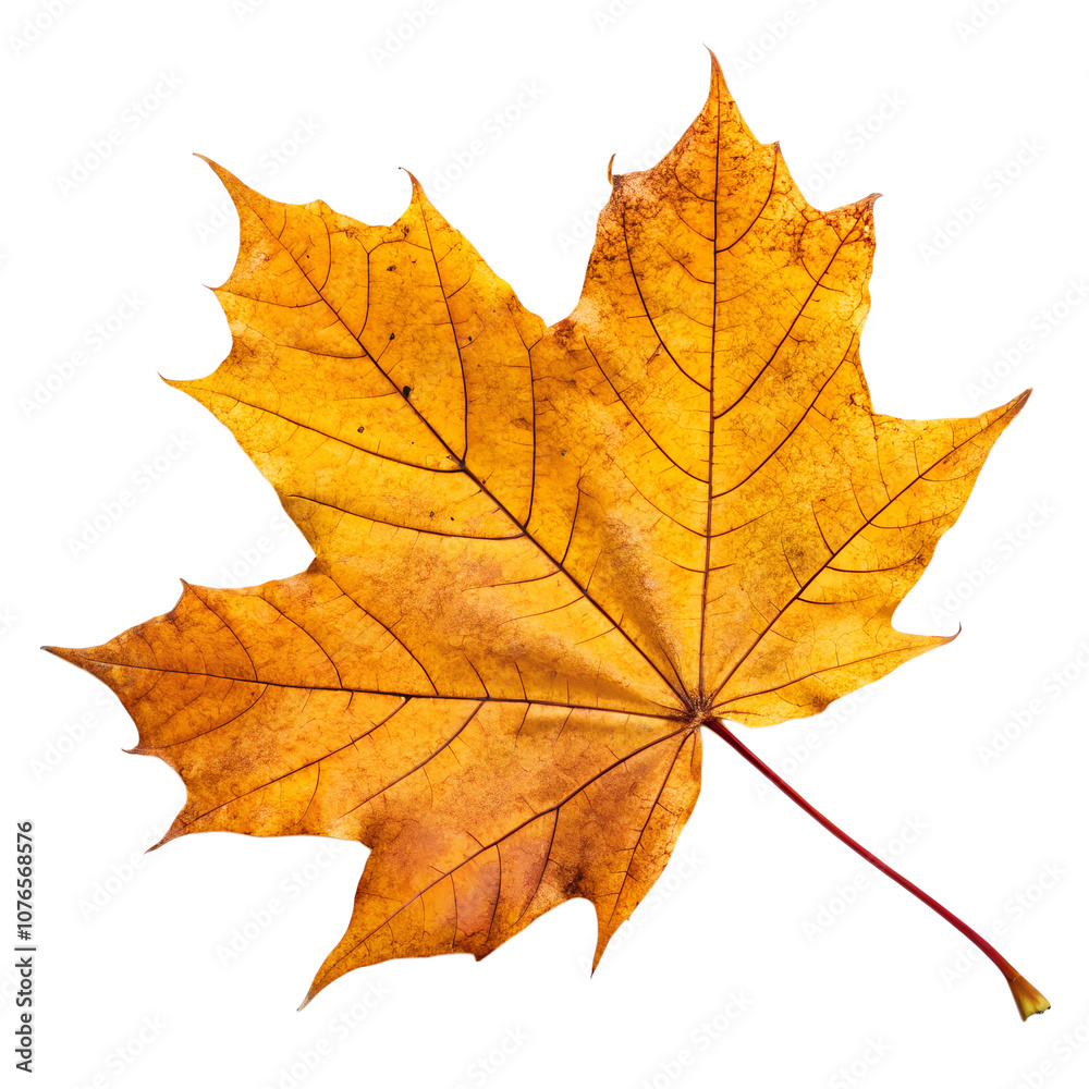 Fototapeta premium A single golden maple leaf, cropped close, isolated on a transparent background