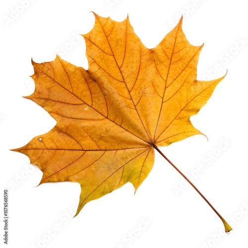 A single golden maple leaf, cropped close, isolated on a transparent background