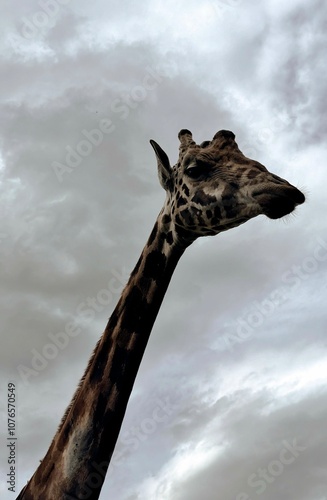 Photography Giraffe in the sky