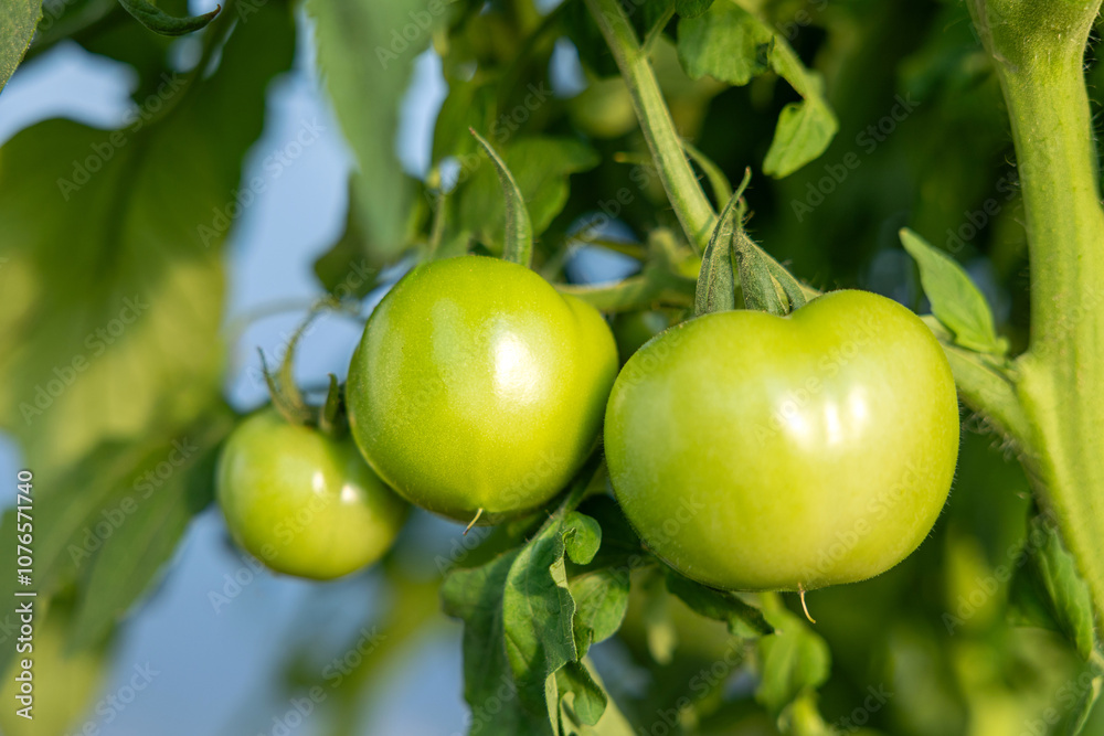 unripe green tomatoes growing on a vine with lush leaves. Organic tomato plant in garden setting under natural sunlight unripe green tomatoes growing on a vine with lush leaves. Organic tomato plant in garden setting under natural sunlight