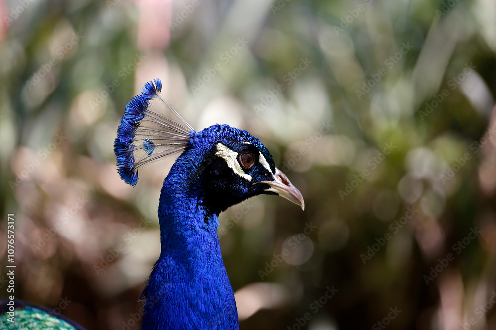 Close-up of peacock with blue plumage. Domestic farm bird. Bird with blue and green feathers. Dark background with copy space. Close-up of peacock with blue plumage. Domestic farm bird. Bird with blue and green feathers. Dark background with copy space.