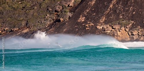 Canvas Print Common bottle-nosed dolphins (tursiops truncatus) surfing in waves near Esperance Western Australia