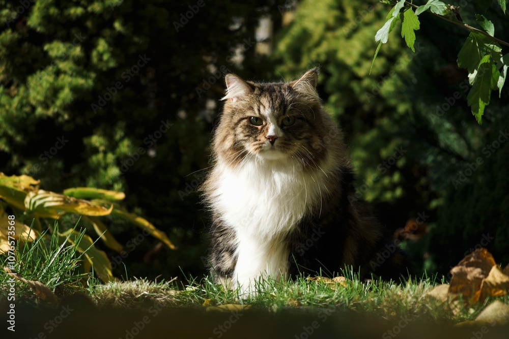 Obraz premium Siberian cat in the garden among autumn flowers and leaves, illuminated by the sun's rays.