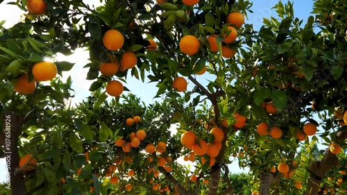 oranges on tree