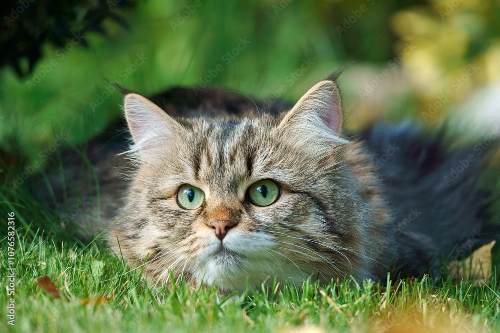 Siberian cat with thick fur and green eyes lies on the grass in a natural environment. Siberian cat with thick fur and green eyes lies on the grass in a natural environment.