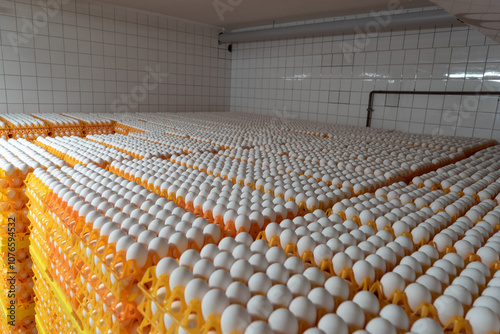 100.000 Eier in einem Külhaus auf Paletten