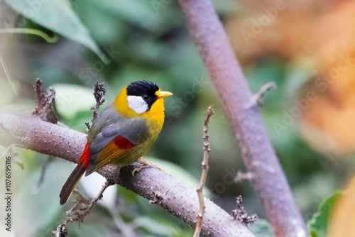 Silver-eared Mesia, Leiothrix argentauris, Pangolakha Wildlife Sanctuary, Sikkim, India, photo