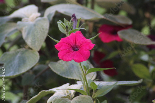 Bright pink petunia blooms among lush green foliage in a garden during late spring