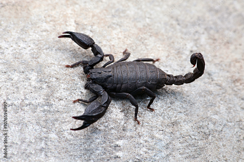 Scorpiops is a genus of scorpions in the family Scorpiopidae. It is distributed throughout much of Asia. Photographed in Uttarkashi. Scorpiops is a genus of scorpions in the family Scorpiopidae. It is distributed throughout much of Asia. Photographed in Uttarkashi.