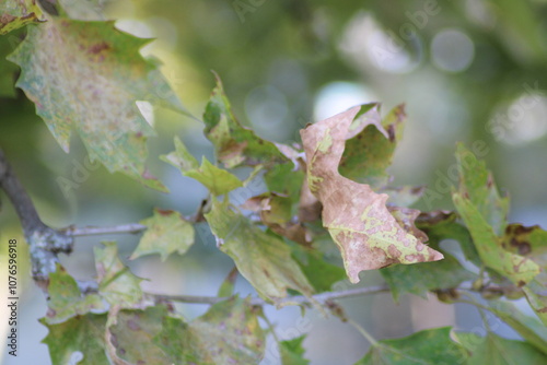 Detailed view of autumn leaves showing signs of decay and vibrant green foliage in a forest during late afternoon sunlight