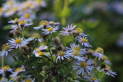Wildflowers bloom in a vibrant display during late spring, showcasing purple and yellow petals in a lush garden setting