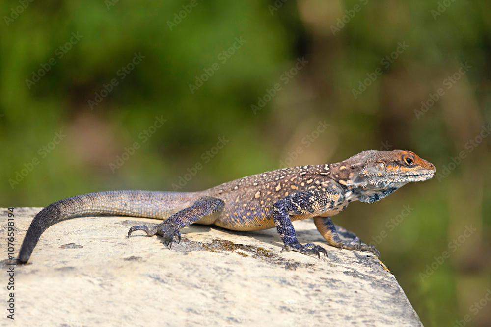 A basking agamid lizard, Photographed in Dharamshala, Himachal Pradesh. A basking agamid lizard, Photographed in Dharamshala, Himachal Pradesh.