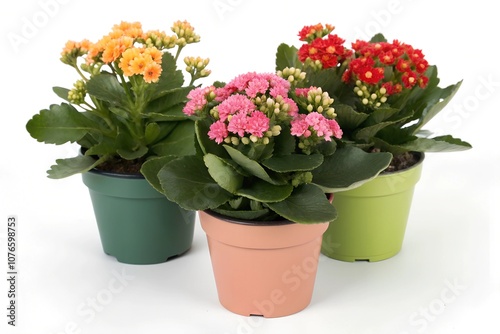 Different beautiful kalanchoe flowers in pots isolated on white