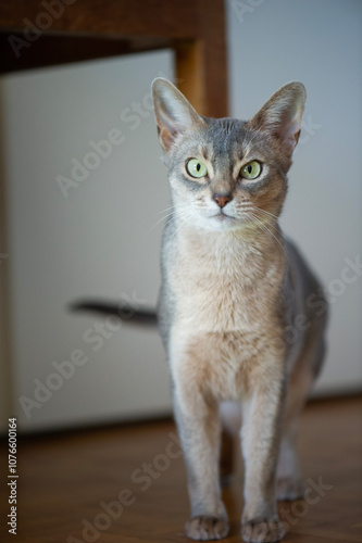 Blaue Abessinier Katze in ihrem Zuhause photo