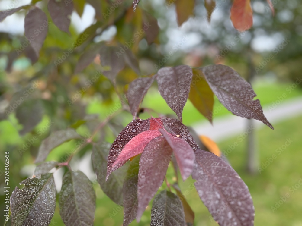 Red and purple leaves on a tree. Autumn colors. Foliage in fall Red and purple leaves on a tree. Autumn colors. Foliage in fall
