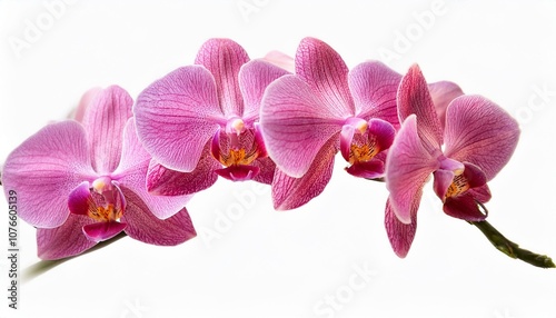 pink orchid tropical flower branch isolated on white background clipping path saved