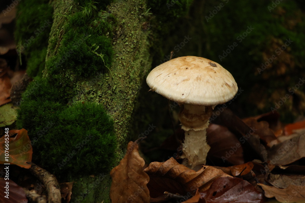 Fototapeta premium Champignon d'automne 