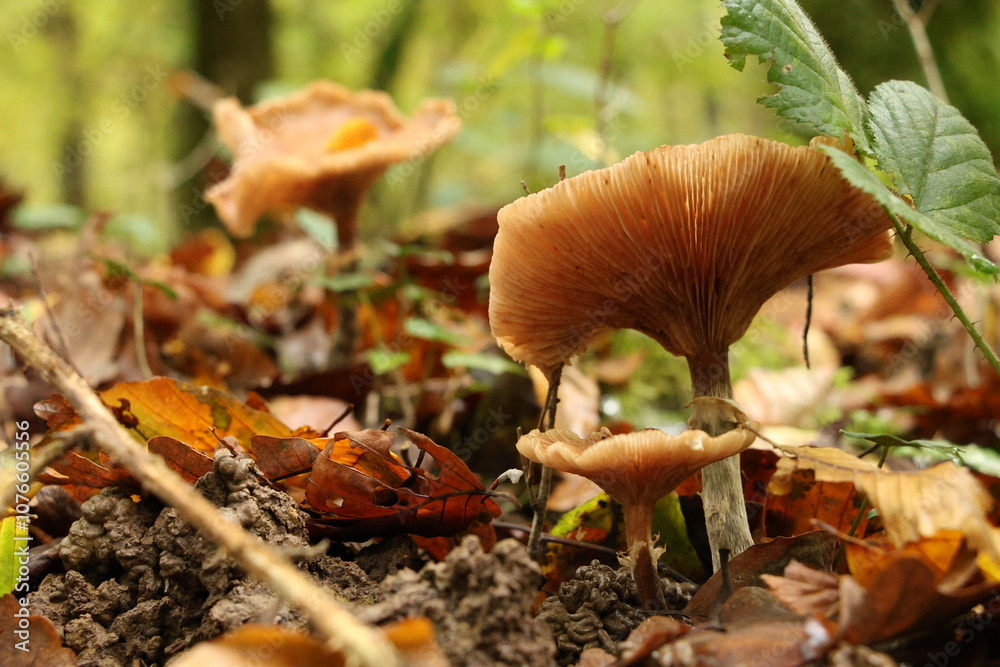 Champignon d'automne Champignon d'automne