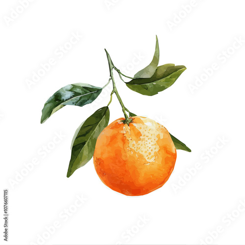 Orange fruit watercolor illustration isolated on a white background, branch of orange fruit with leaves in watercolor style isolated on white