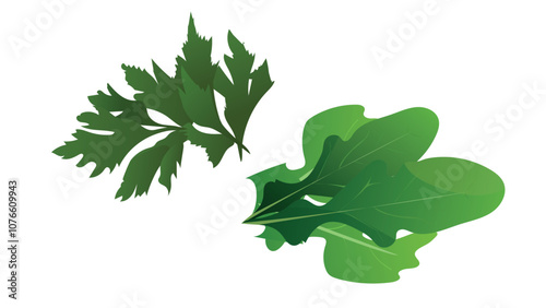 arugula and parsley bunches vector illustration. fresh green vegetables. kitchen herb garden