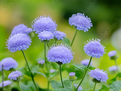 Close Up of Ageratum Conyzoides Flowers with Soft Natural Blur Background