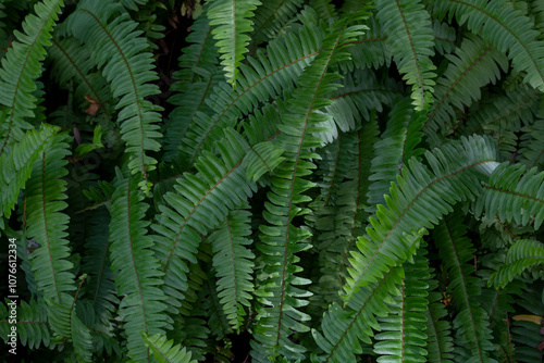 Common sword fern, Boston fern or Nephrolepis exaltata (L.) Schott cv. Bostoniensis in the garden for background.