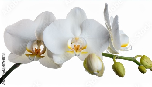 orchid isolated twig white orchid on a transparent background