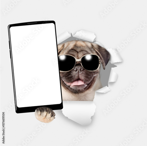 Happy Pug puppy wearing sunglasses holds big smartphone with white blank screen, showing close to camera through torn white paper hole. Empty free space for mock up