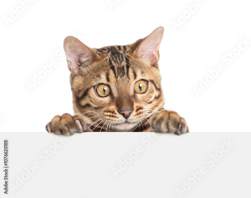 Fotografi Playful bengal cat looking above blank white banner