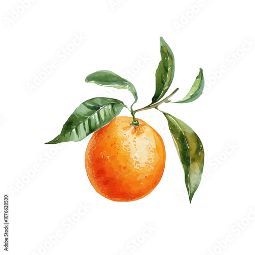 Orange fruit watercolor illustration isolated on a white background, branch of orange fruit with leaves in watercolor style isolated on white