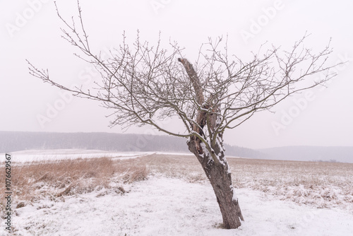 Lonely winter snowy tree on the field