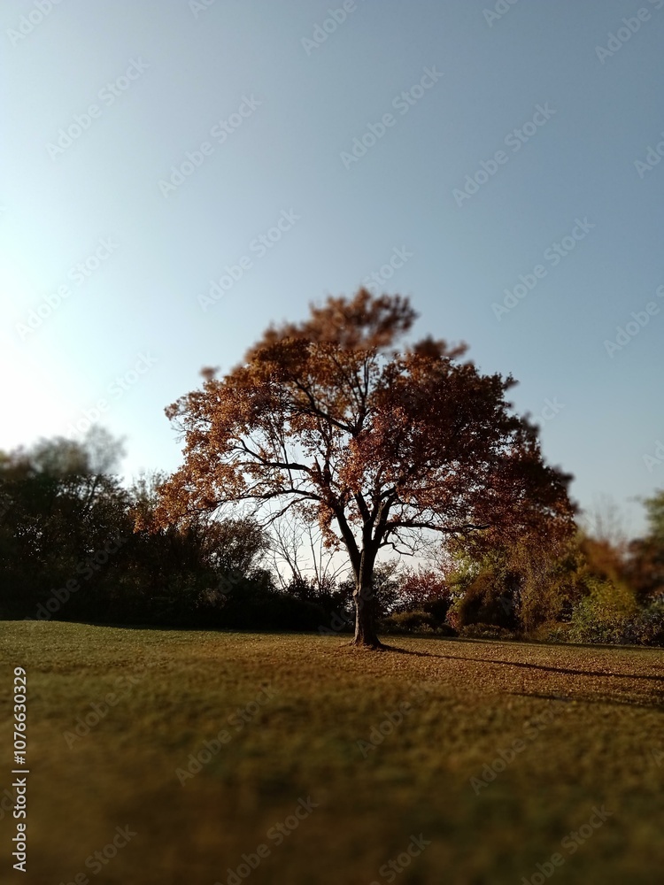 A solitary tree stands in a meadow under a clear sky during autumn, showcasing vibrant foliage against the warm sunlight A solitary tree stands in a meadow under a clear sky during autumn, showcasing vibrant foliage against the warm sunlight