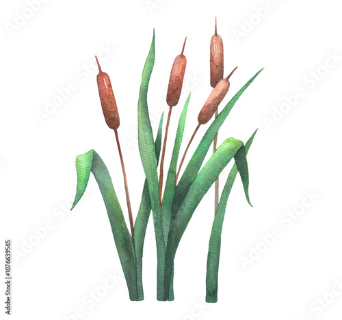 Watercolor reed, cattail, lake grass, hand drawn isolated illustration. Wetland drawing