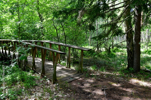 A view of a wooden and dirt path leading through a dense forest or moor full of tall and lush trees, herbs, shrubs, grass, and other types of flora seen on a warm summer day on a Polish countryside