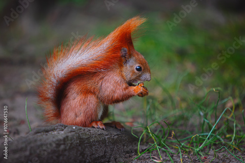 squirrel in the park
