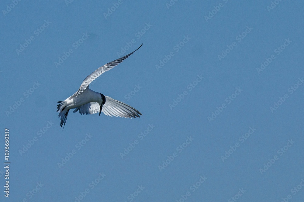 White seabird with black wings soars through a clear blue sky. White seabird with black wings soars through a clear blue sky.