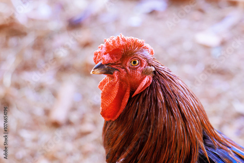 Vibrant portrait of rooster with large red rose comb decorated with caruncles in farm garden photo