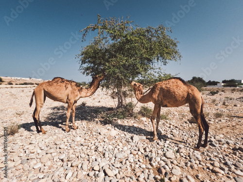 Arabian camels, Sulatanate of Oman, camels in the desert of Oman, Middle east, editorial natural, horizontal photo