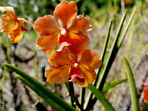 blooming orange vanda orchids flowers in birght sunlight. Tropical plants in the garden