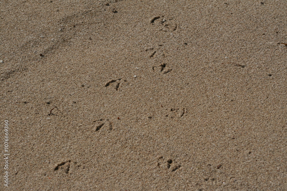 Brown sandy beach with footprints of a bird, background Brown sandy beach with footprints of a bird, background