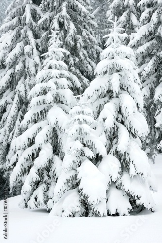 Discover the tranquil beauty of snow-covered trees in a winter wonderland landscape photo