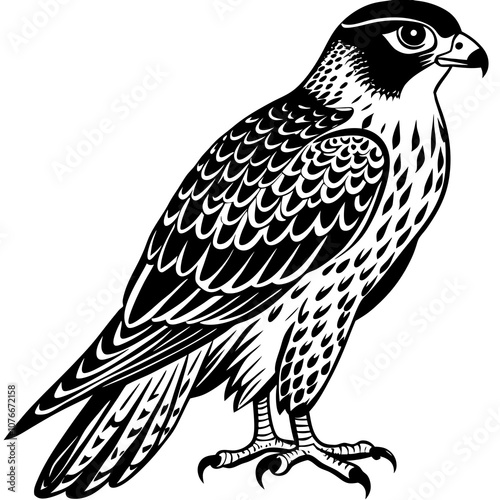 illustration of a falcon