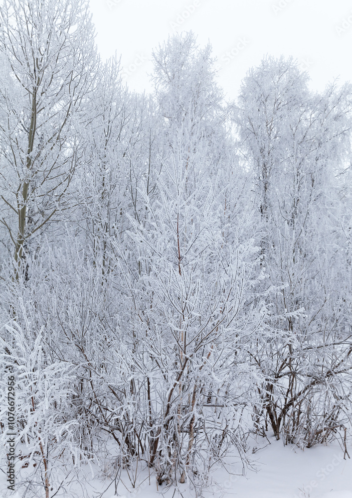 Winter landscape with white frosted trees in snowy forest on a cold day. Natural seasonal background. Harsh weather. Trips out of town during winter holidays Winter landscape with white frosted trees in snowy forest on a cold day. Natural seasonal background. Harsh weather. Trips out of town during winter holidays