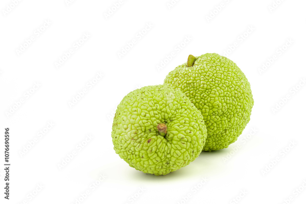 Maclura Orange exotic fruit on white background Maclura Orange exotic fruit on white background