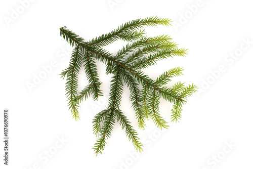 Pine branch isolated on white background. Fir tree branch isolated on white