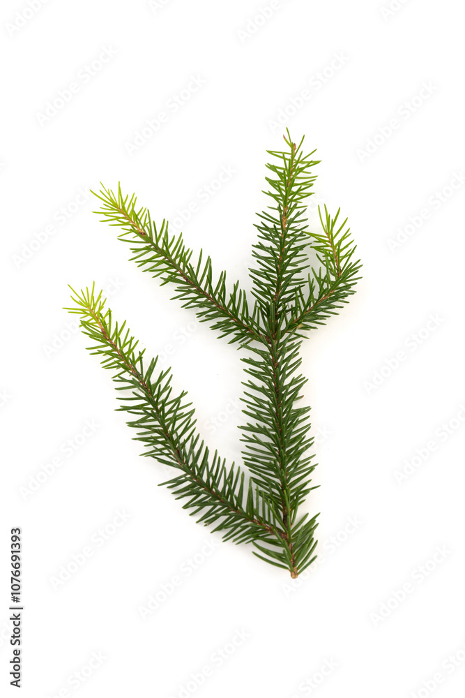 Pine branch isolated on white background. Fir tree branch isolated on white Pine branch isolated on white background. Fir tree branch isolated on white