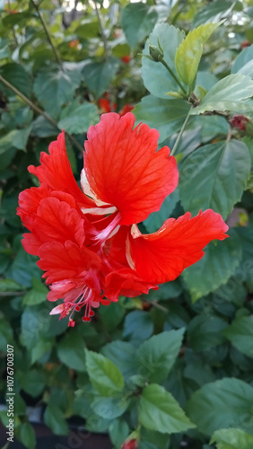 Hibiscus Rosa Double red flower with green leaf background.