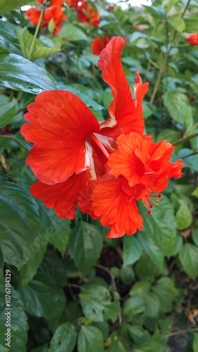 Hibiscus Rosa Double red flower with green leaf background.