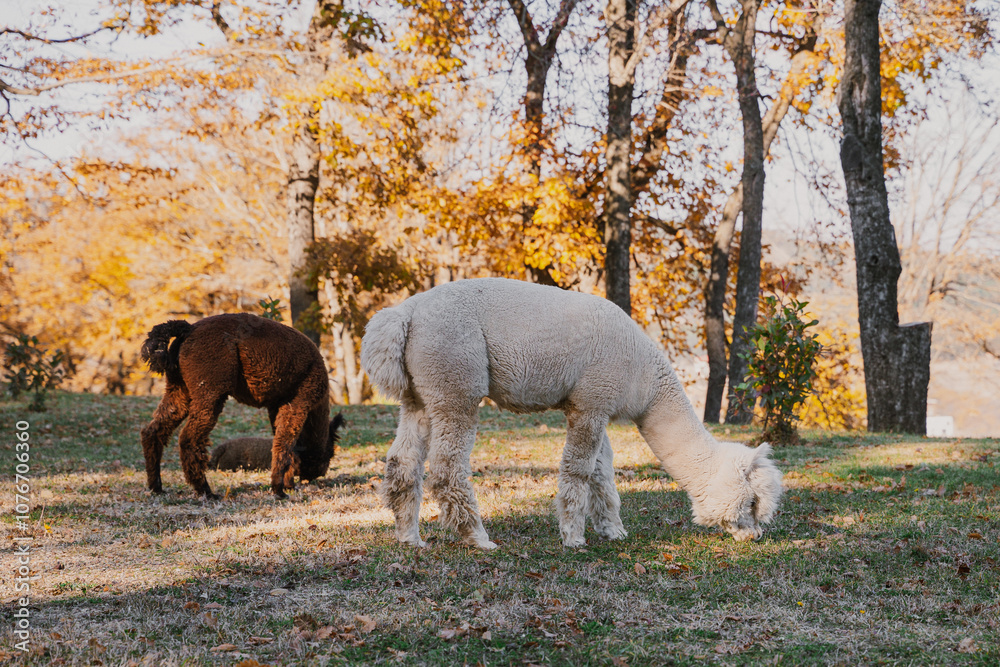 Obraz premium Two alpacas grazing peacefully among autumn trees in a serene landscape during daylight hours